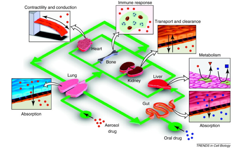 The Human Lung…On a Chip! – Illumin Magazine - USC Viterbi School of ...