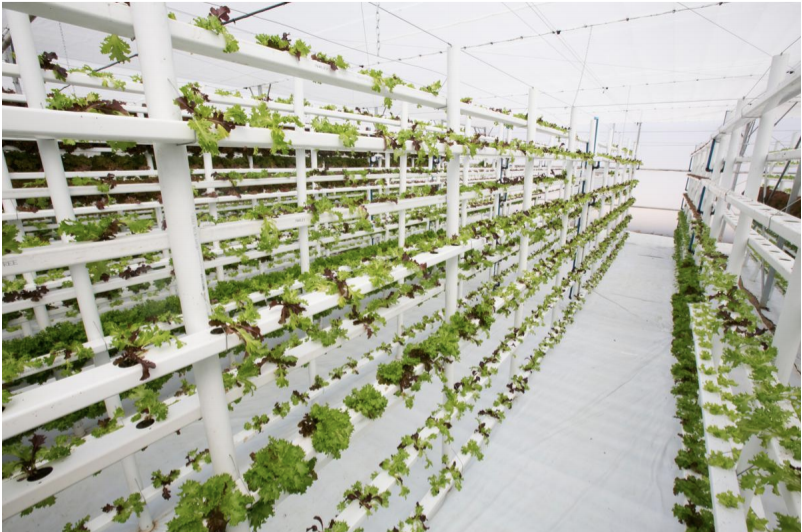 Rising Above Agricultural  Challenges with Vertical Farming