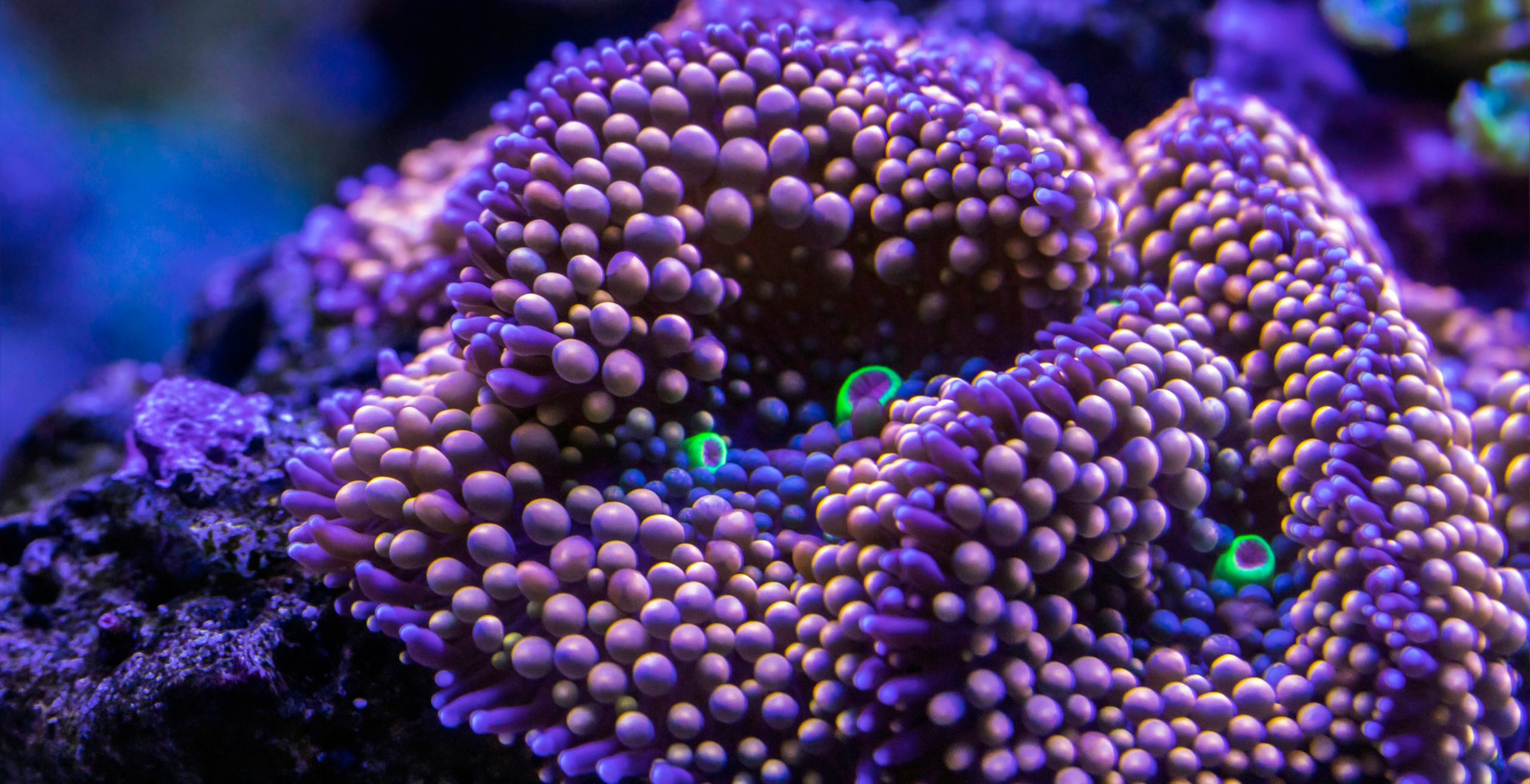Engineering Reef Resiliency with CRISPR Gene Editing to Counter Climate Change