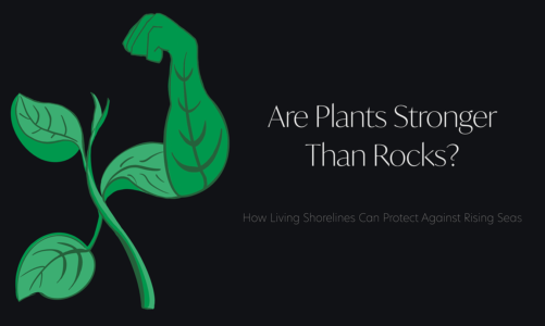 Are Plants Stronger Than Rocks? How Living Shorelines Can Protect Against Rising Seas